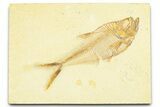 Detailed Fossil Fish (Diplomystus) - Wyoming #379422-1